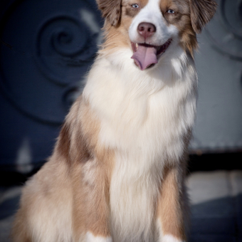 "B" - tier. KOROLEVSTVO GORNIH PSOV GOLDY (s. CH Alta Blue in Paradise x d. CH Alta Scarlet Queen) 