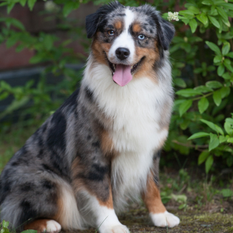 "B" - tier. KOROLEVSTVO GORNIH PSOV IT’S A GOOD IDEA (Пуля) (s. CH Alta Blue in Paradise x d. CH Alta Scarlet Queen) 