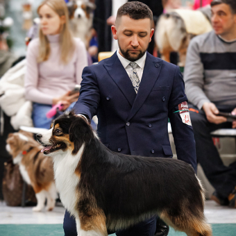 KOROLEVSTVO GORNIH PSOV JORDY (Гоша) (s. Alen Mountain King x d. Online Game Du Bois Des Ternes)