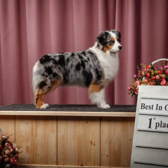 "B" - tier. KOROLEVSTVO GORNIH PSOV DALIDA (Риччи) ( s. Alen Mountain King x d. Korolevstvo Gornih Psov Alaska Elis)